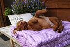 Magyar Vizsla Puppy