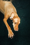 Magyar Vizsla in the water