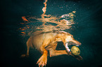 Magyar Vizsla in the water