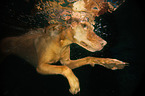 Magyar Vizsla in the water