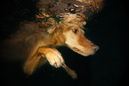 Magyar Vizsla in the water