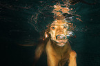 Magyar Vizsla in the water