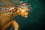 Magyar Vizsla in the water