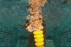 Magyar Vizsla in the water