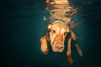 Magyar Vizsla in the water