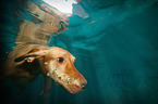 Magyar Vizsla in the water