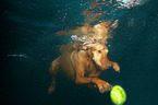 Magyar Vizsla in the water