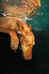 Magyar Vizsla in the water