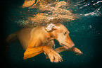Magyar Vizsla in the water
