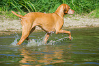running Magyar Vizsla