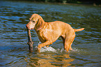 plaaying Magyar Vizsla