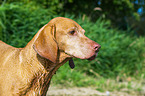 Magyar Vizsla Portrait