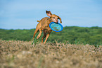 plaaying Magyar Vizsla