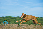 plaaying Magyar Vizsla