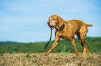 plaaying Magyar Vizsla