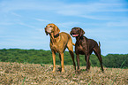 2 dogs