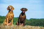 2 dogs