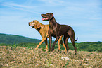 2 dogs
