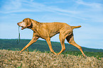 plaaying Magyar Vizsla