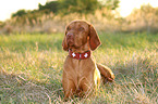 lying Magyar Vizsla