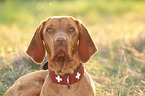 Magyar Vizsla Portrait