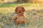 lying Magyar Vizsla