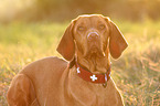 Magyar Vizsla Portrait