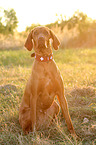 sitting Magyar Vizsla