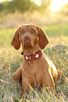 lying Magyar Vizsla