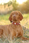 lying Magyar Vizsla