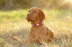 lying Magyar Vizsla
