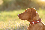 Magyar Vizsla Portrait