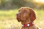 Magyar Vizsla Portrait