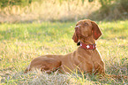 lying Magyar Vizsla