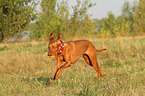playing Magyar Vizsla