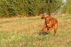 playing Magyar Vizsla