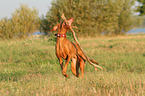 playing Magyar Vizsla