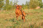 playing Magyar Vizsla