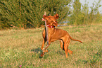 playing Magyar Vizsla