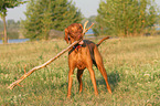 Magyar Vizsla