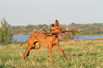 playing Magyar Vizsla