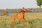 playing Magyar Vizsla