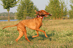 playing Magyar Vizsla