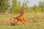 playing Magyar Vizsla