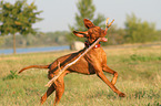 playing Magyar Vizsla