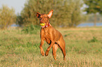 playing Magyar Vizsla