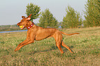playing Magyar Vizsla