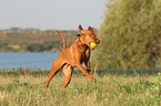 playing Magyar Vizsla
