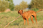 Magyar Vizsla