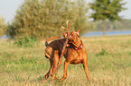 playing Magyar Vizsla